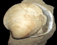/album/natural-iter/arctica-islandica-jpg/
